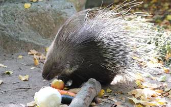 Stachelschweine