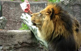 Löwen