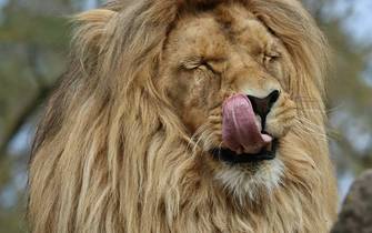 Löwen